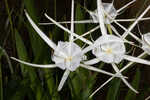 Godfreyi's spider-lily